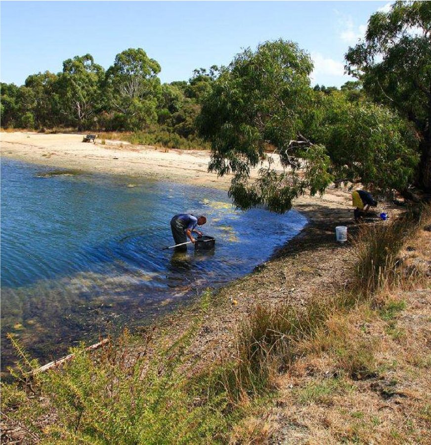 Greg Martin and Dave Shoesmith dipnetting a tidal pool at Blind Bight