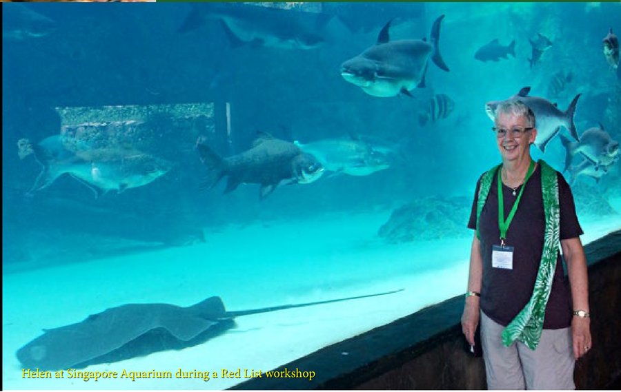 Helen Larson at Singapore Aquarium during an IUCN Red List workshop