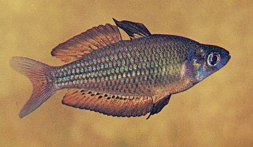 Melanotaenia eachamensis, the Lake Eacham Rainbowfish
