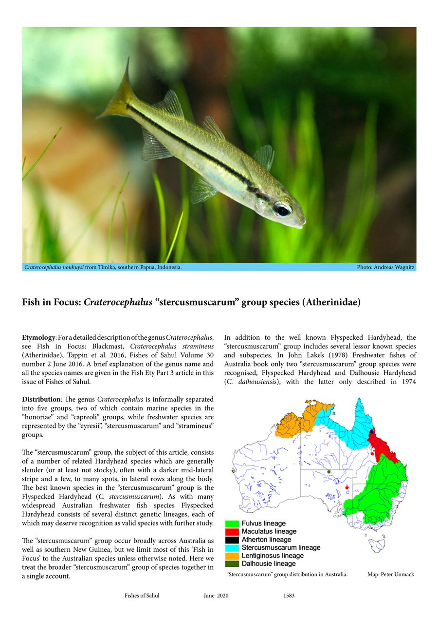 Fish in Focus: Craterocephalus stercusmuscarum group species