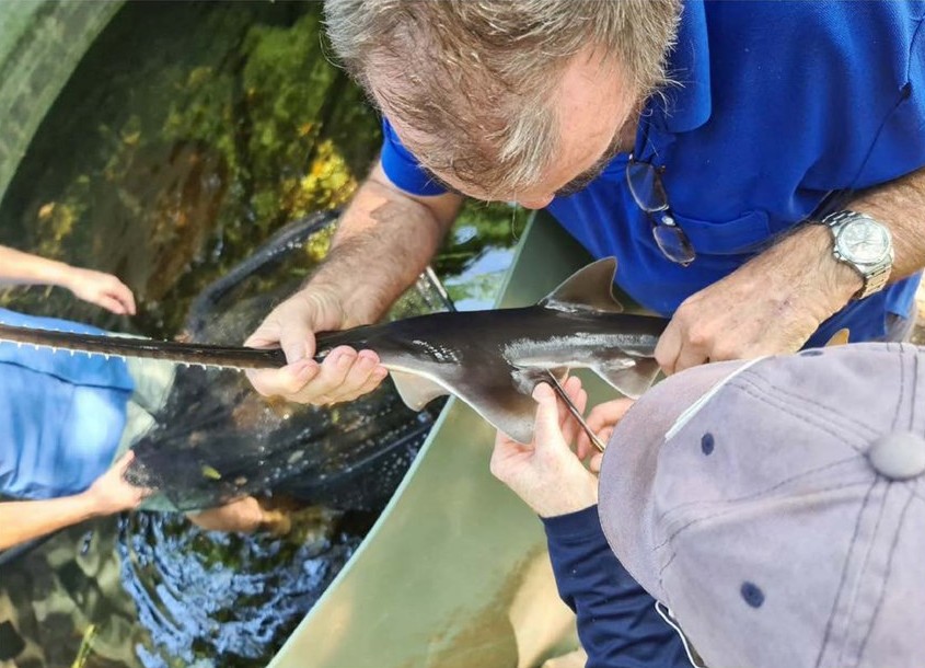 Fisheries shark scientist sampling a juvenile Freshwater Sawfish at Aquagreen