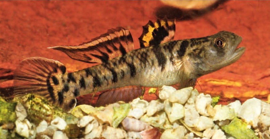 Male Wilson's Mangrovegoby, Mugilogobius wilsoni