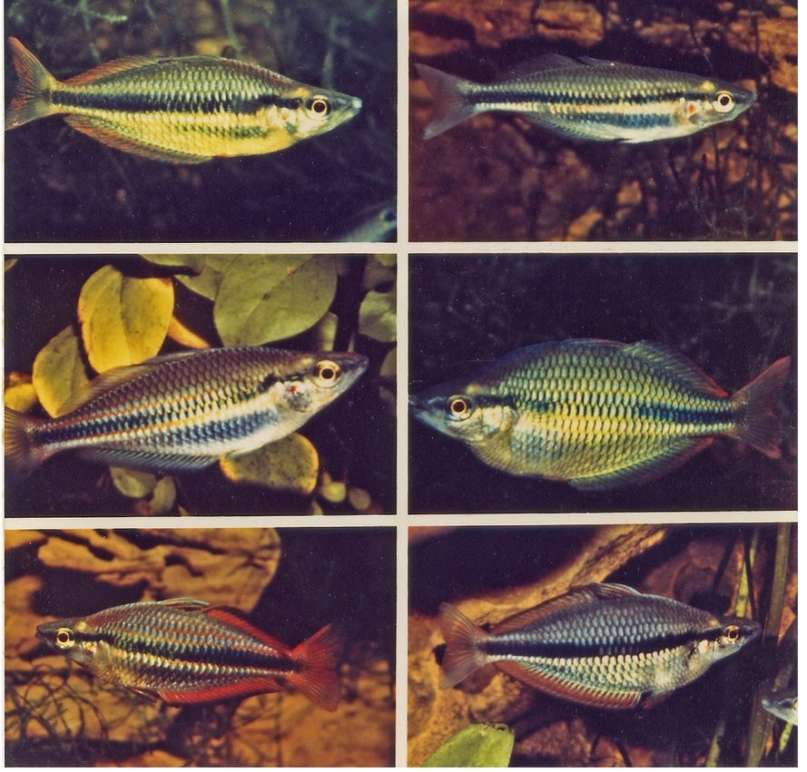 Melanotaenia trifasciata colour varieties, photographed by Neil Armstrong