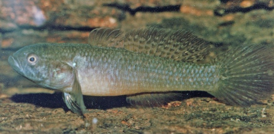 Oxyeleotris nullipora, photographed by Ray Leggett