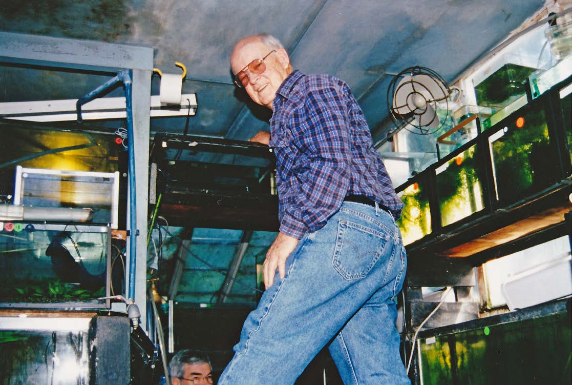 Ron Bowman in his fishroom at Chadstone Road