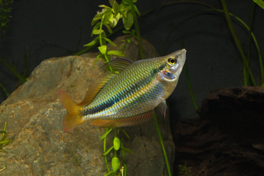 Melanotaenia trifasciata at Eurum Creek