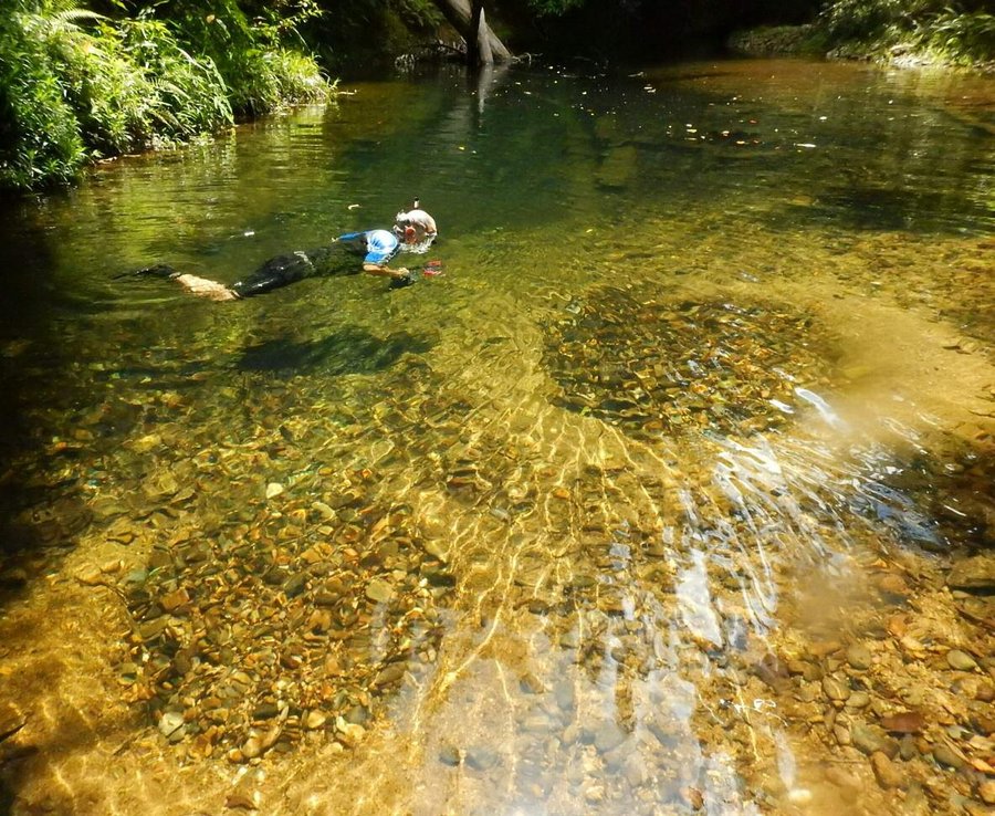 Keith Martin snorkelling and surveying a catfish nest site
