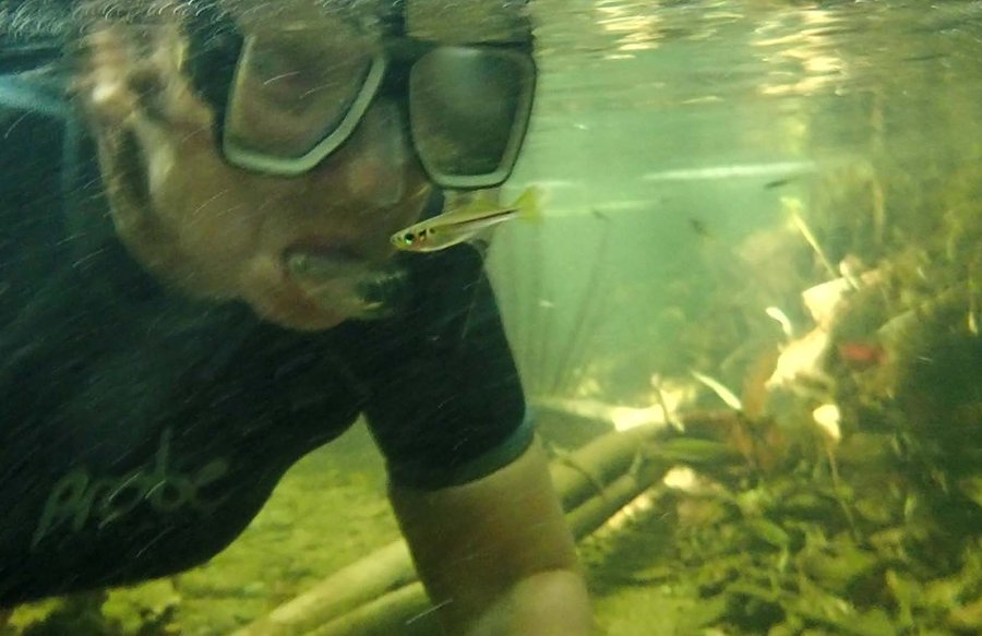Sue Barclay snorkelling, close-up, eye to eye with a Cairnsichthys bitaeniatus
