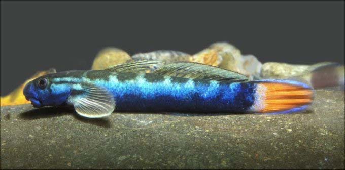 Sicyopterus lagocephalus