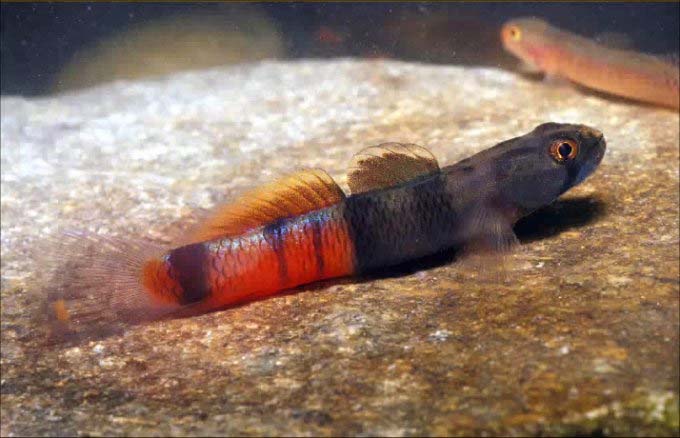 Sicyopus zosterophorum