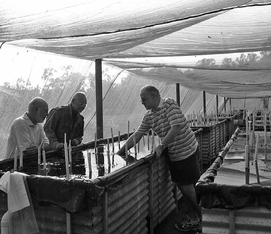 Three men inspecting plant propagation troughs at Aquagreen Plant Farm