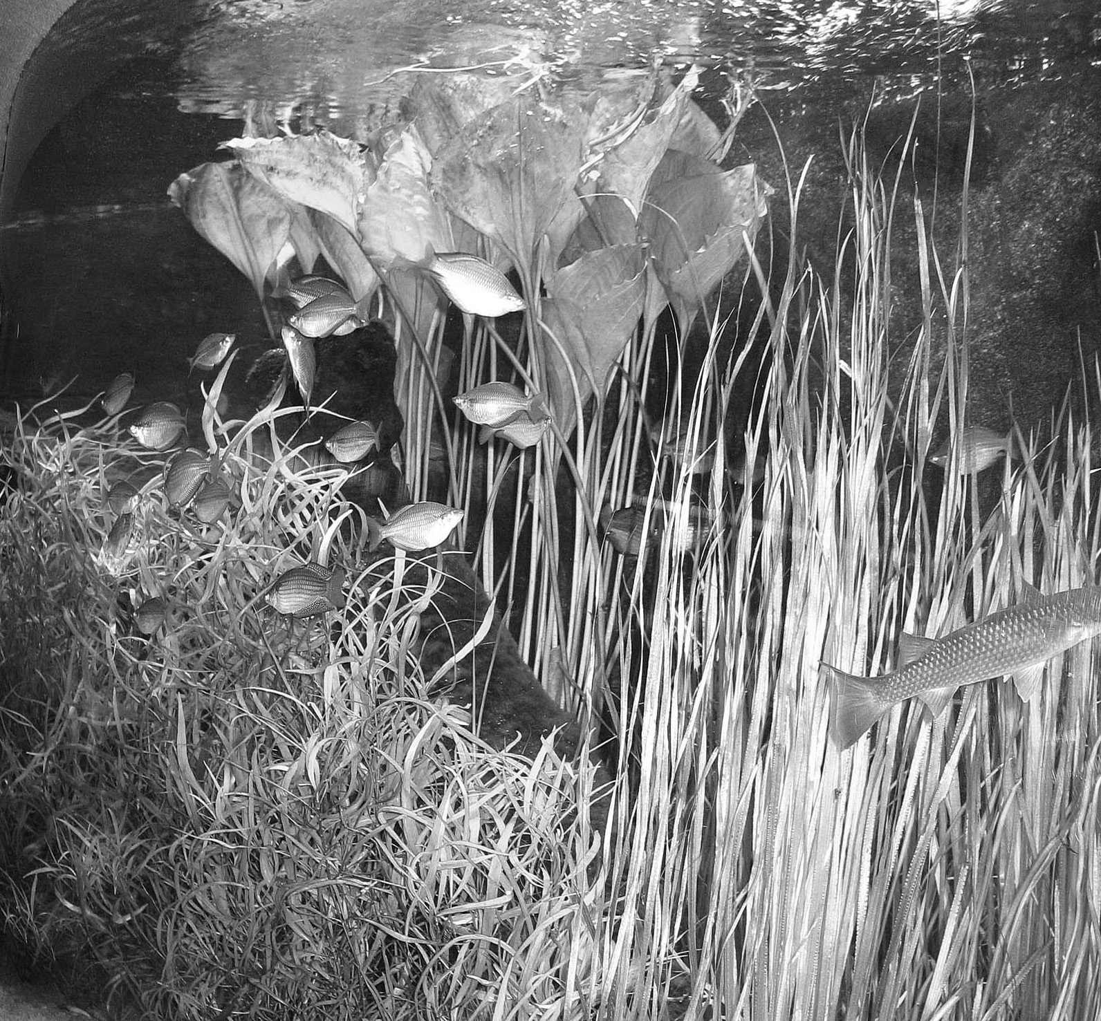 A large planted display tank at the Territory Wildlife Park