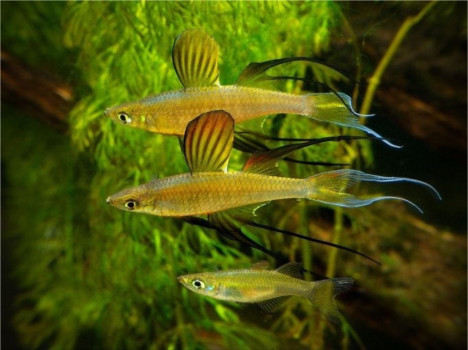 Iriatherina werneri, the winning photograph in the ANGFA 2011 convention photo competition