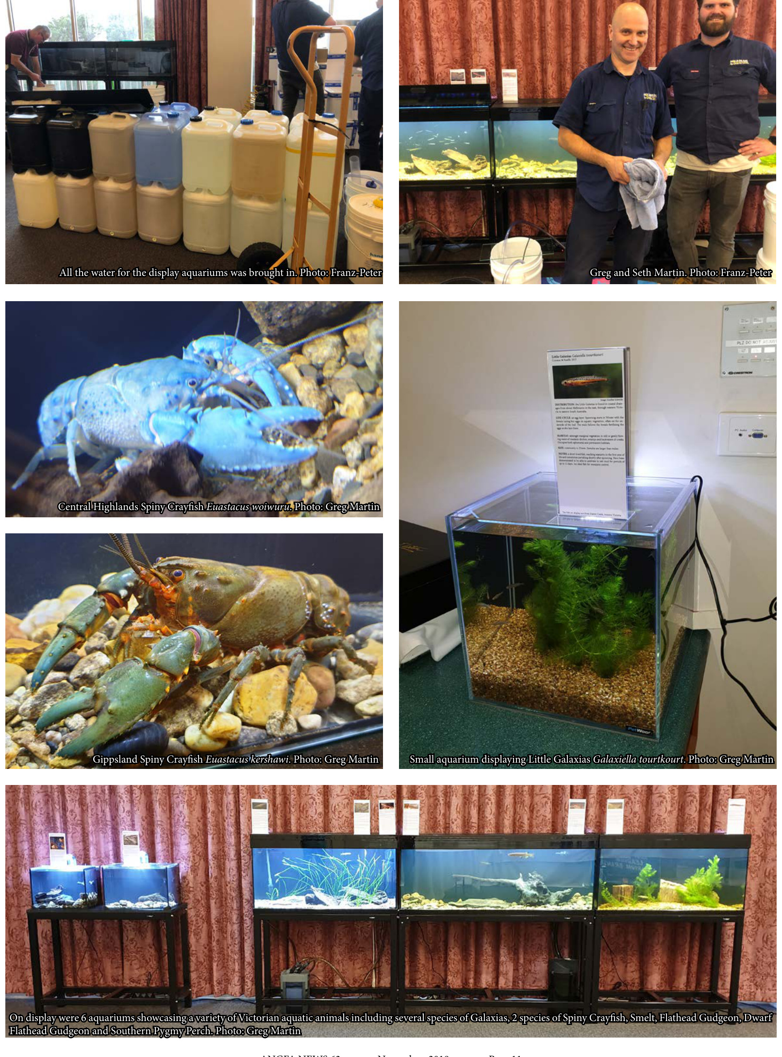 Display aquariums of Victorian native fish and crayfish species at the convention