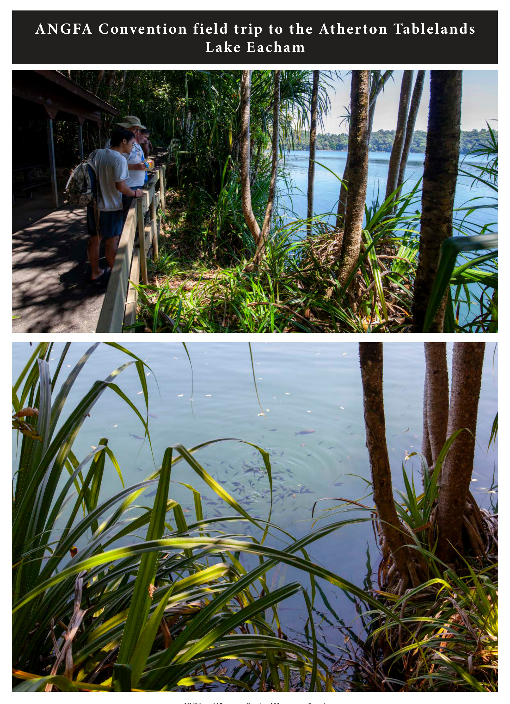 Delegates viewing Lake Eacham and fish swimming near the shoreline