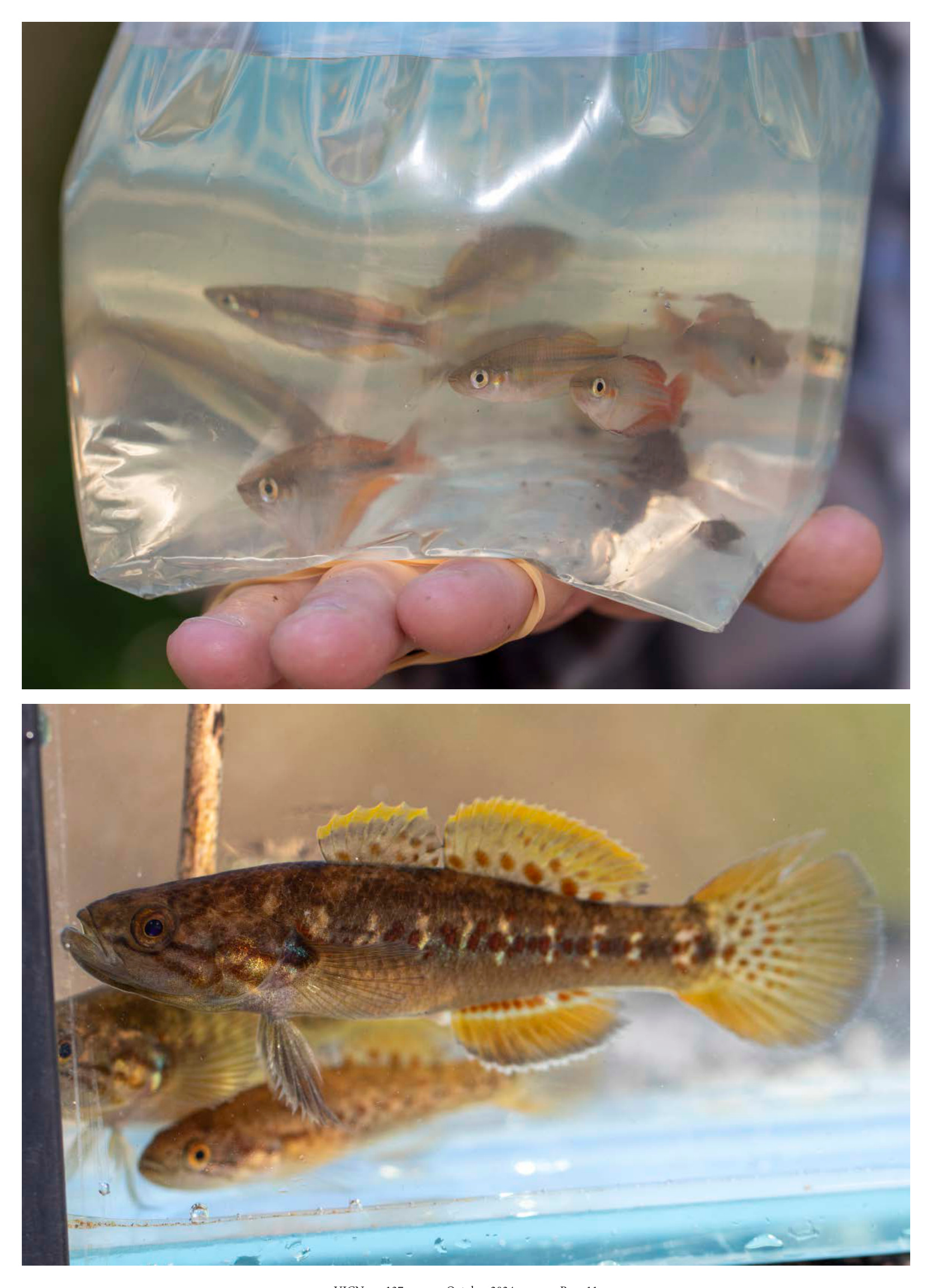 A bag of collected rainbowfish, and a close-up of a colourful goby in an aquarium