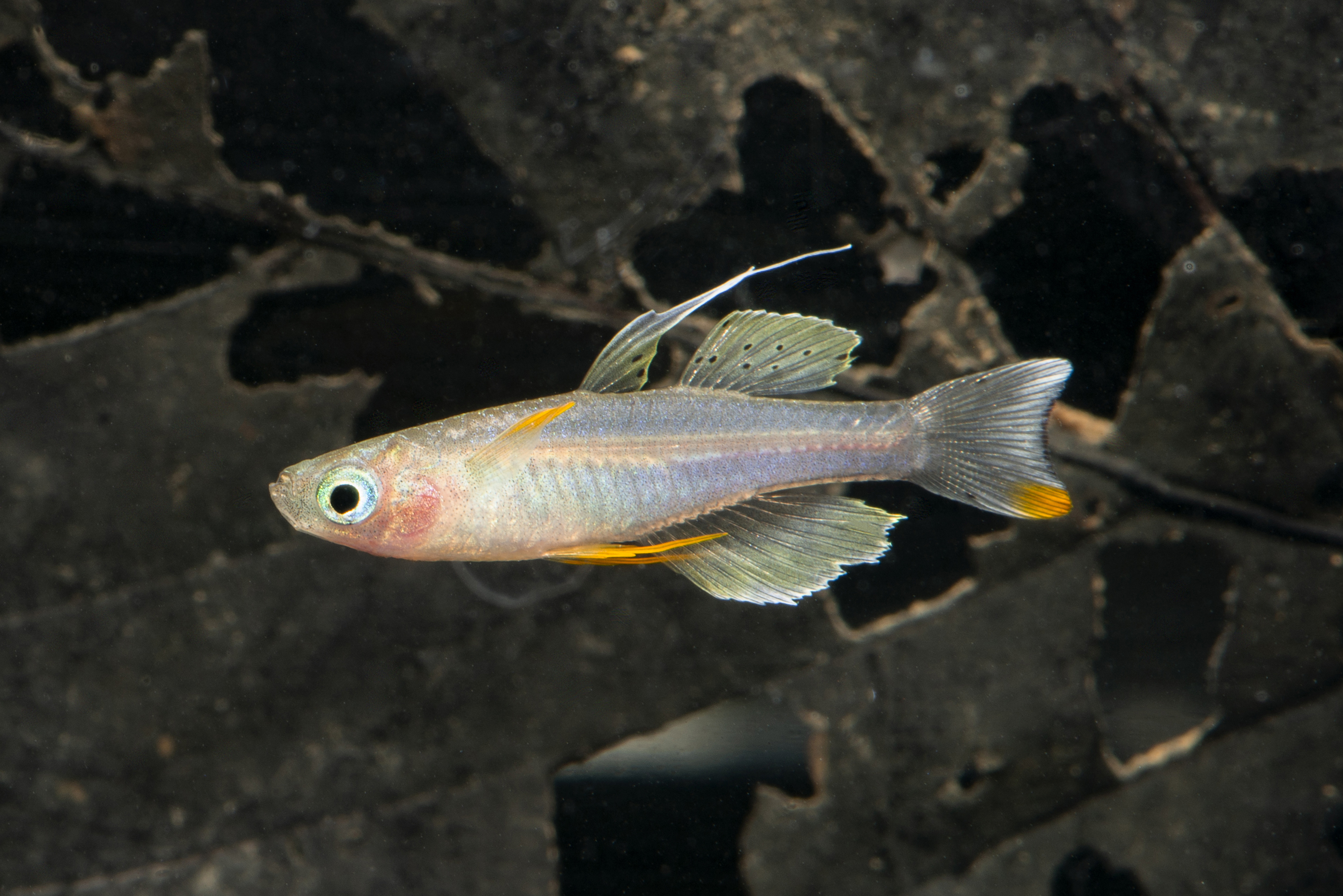 The newly rediscovered Paska’s Blue-eye — photo Michael Hammer