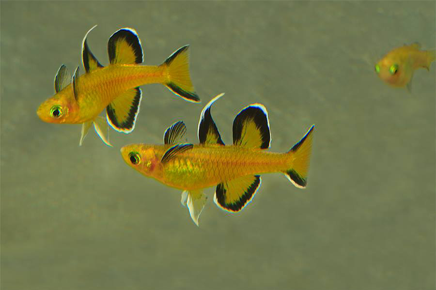 Honey Blue Eye photo Neil Armstrong