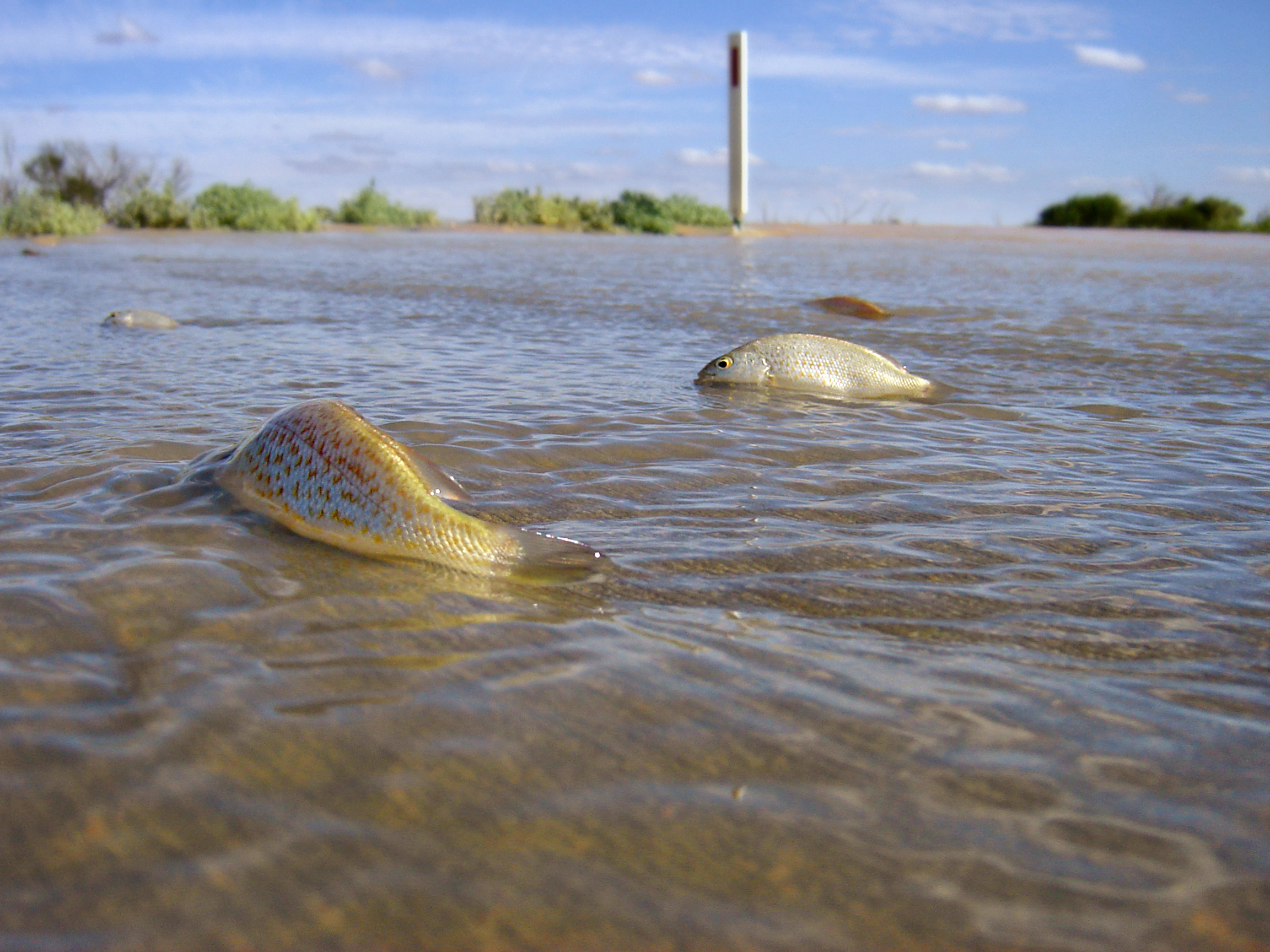 Spangled Perch swimming across the Oodnadatta Track