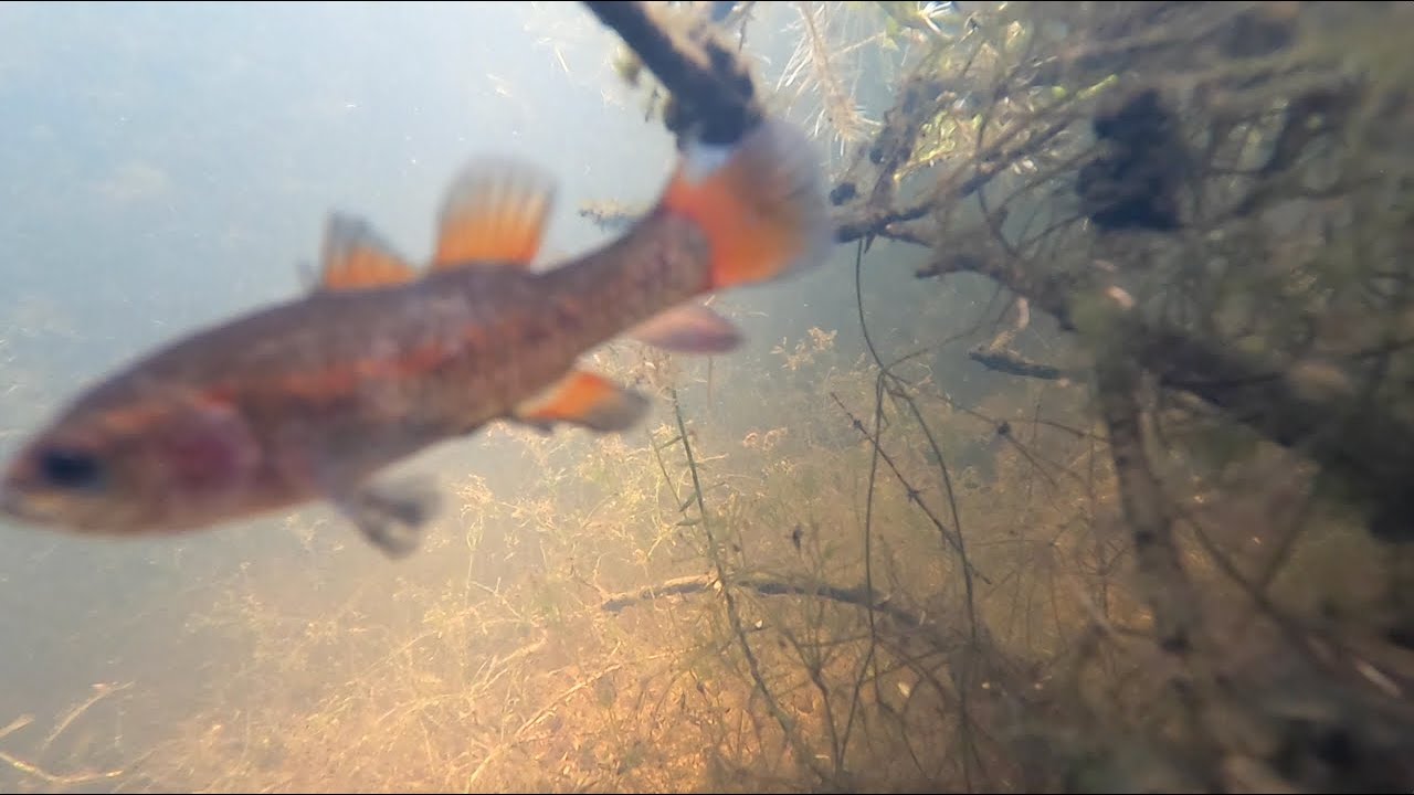 Pygmy Perch in their natural habitat