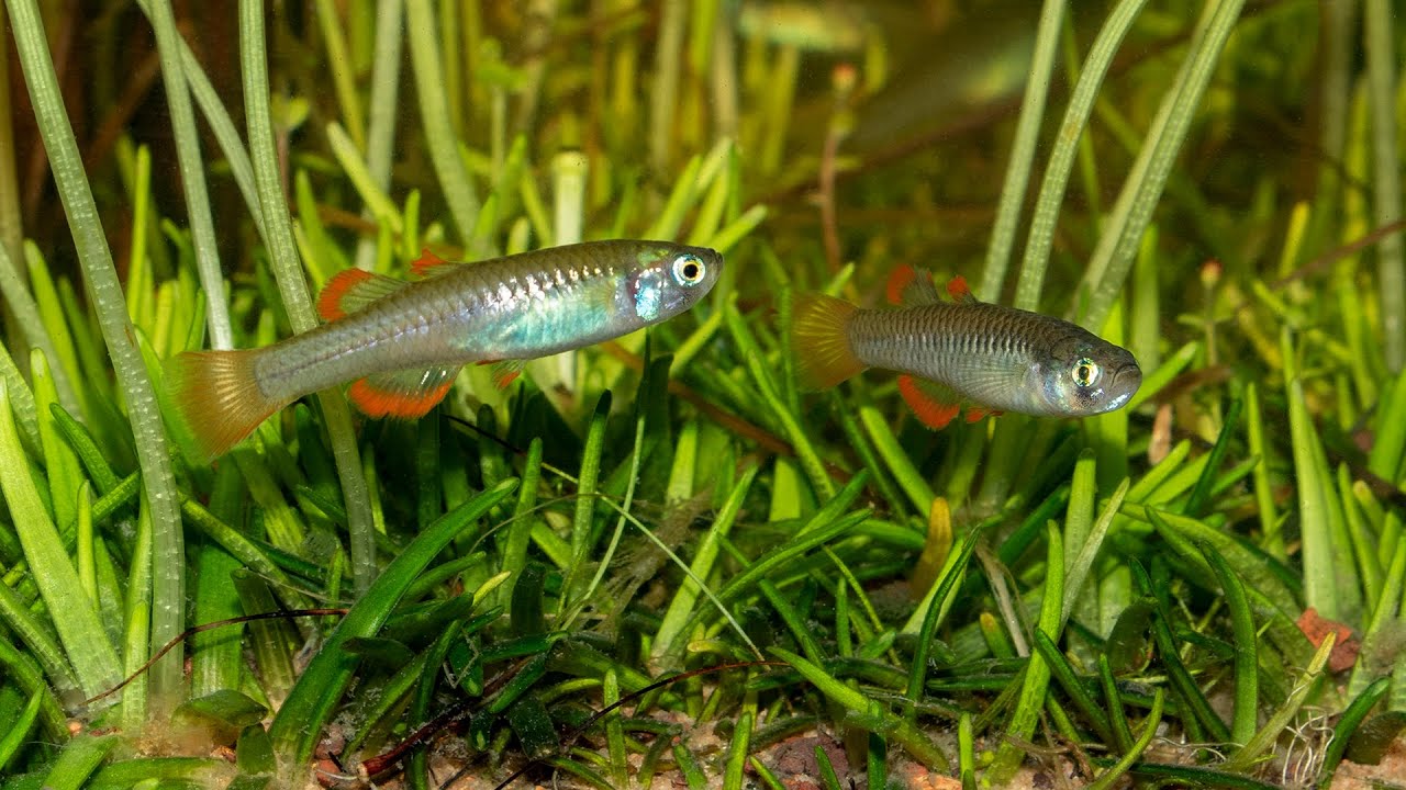 Red-fin Blue-eyes, Edgbaston Reserve biotope