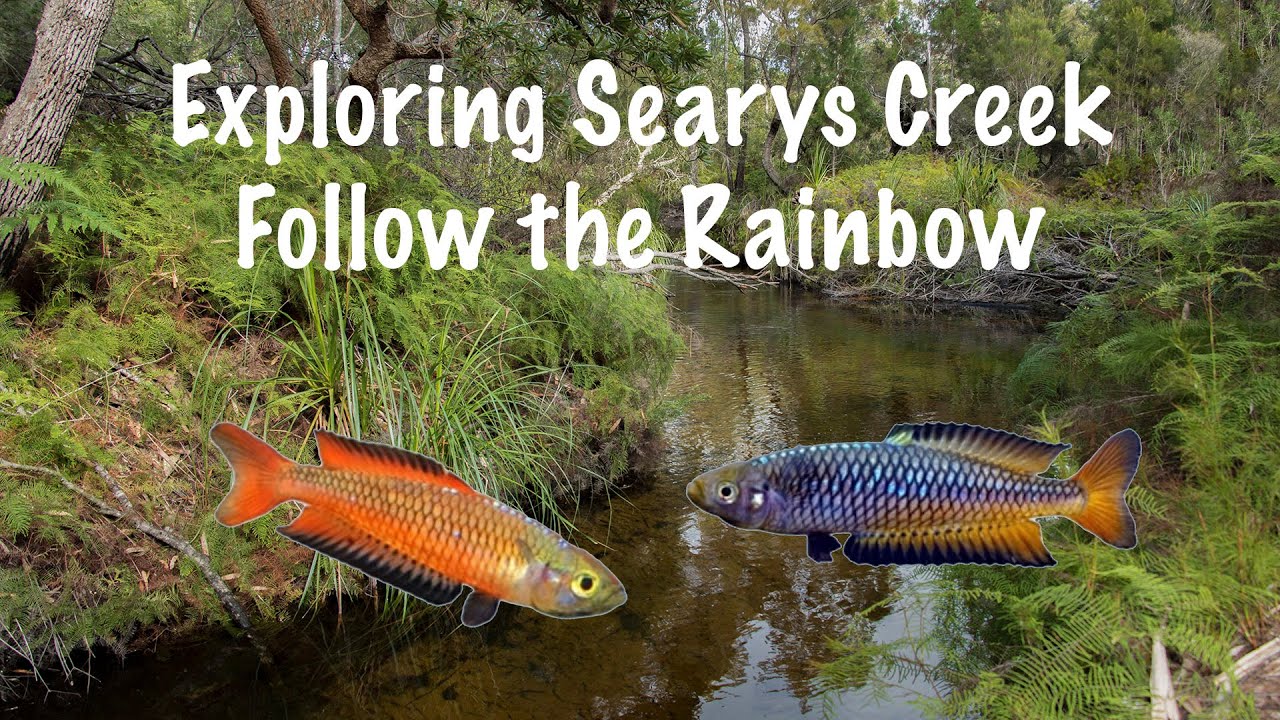 Ornate Rainbowfish habitat, Searys Creek