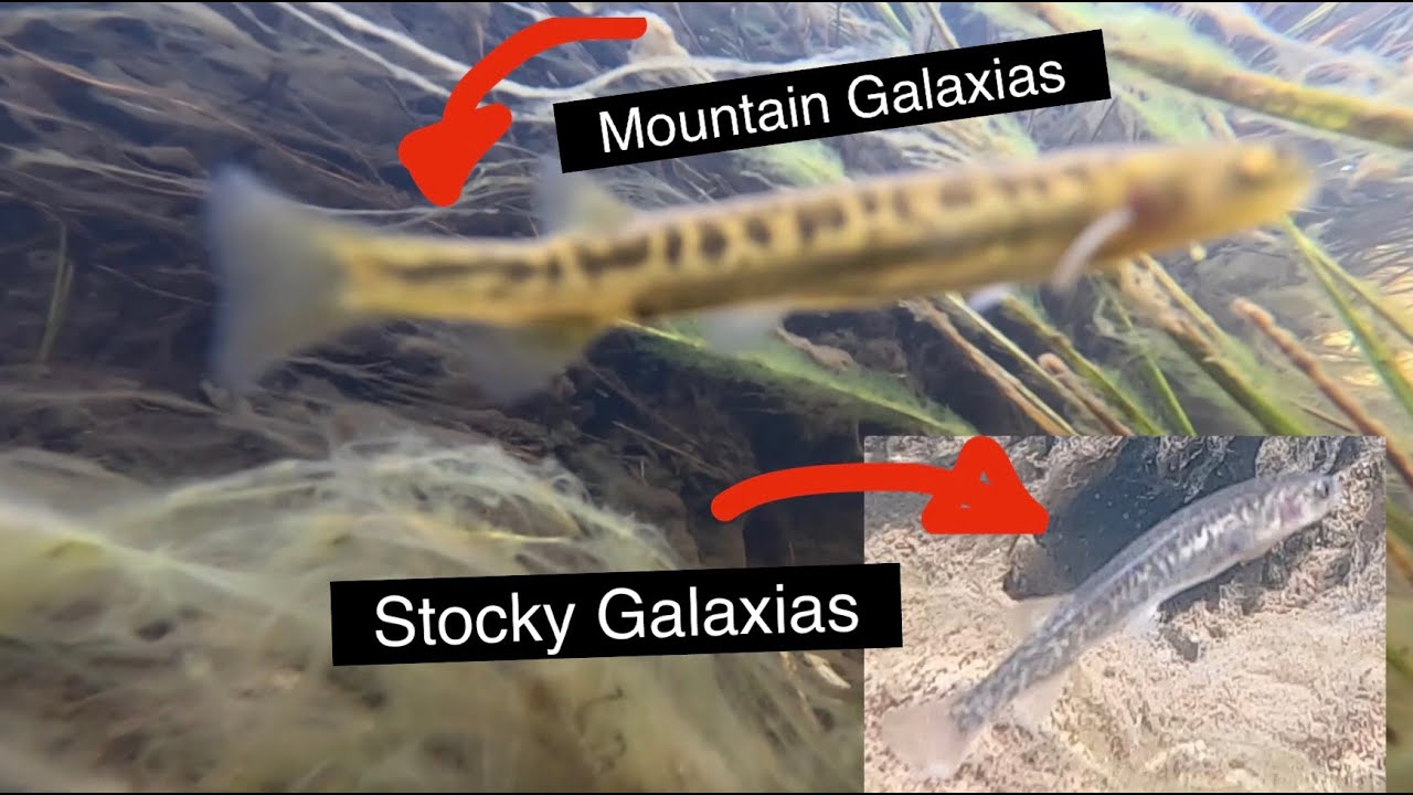 Galaxiidae