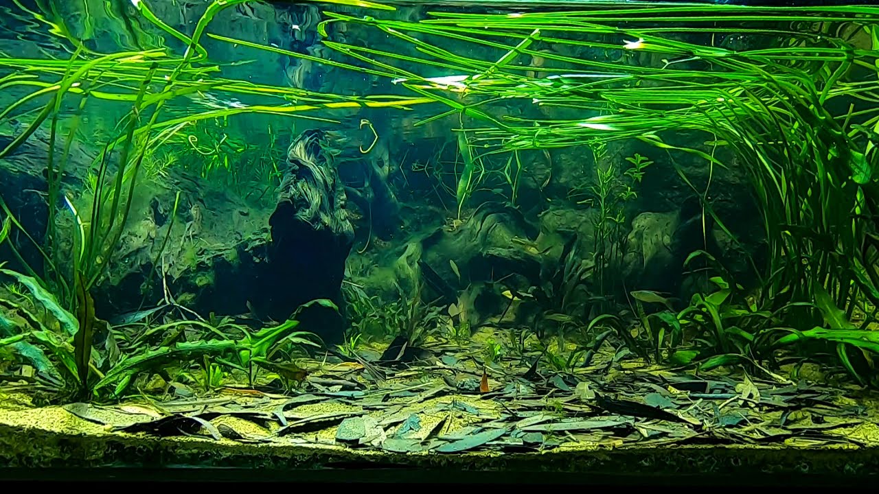 Weipa biotope aquarium — Threadfin Rainbows and Spotted Blue-eyes