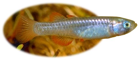 Scaturiginichthys vermeilipinnis, the Red-finned Blue-eye. Australia’s smallest and most endangered freshwater fish. Photo: © Gunther Schmida