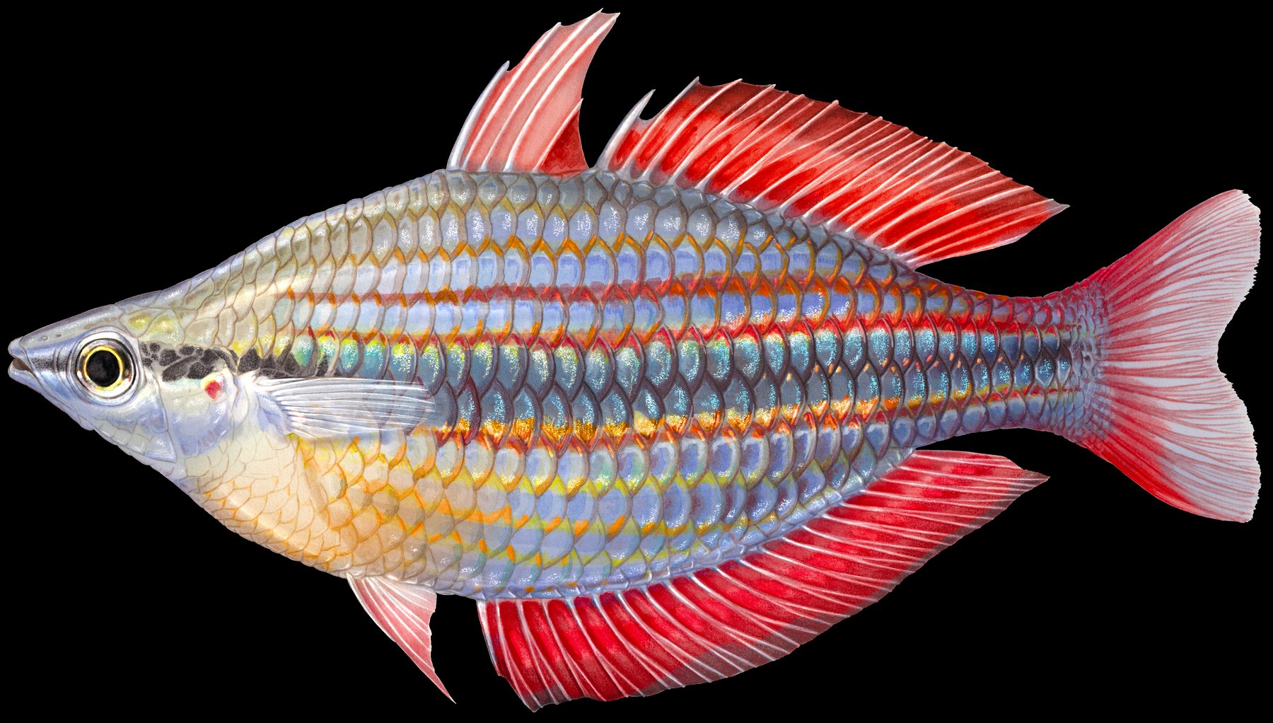 Illustration of the Goyder River Rainbowfish