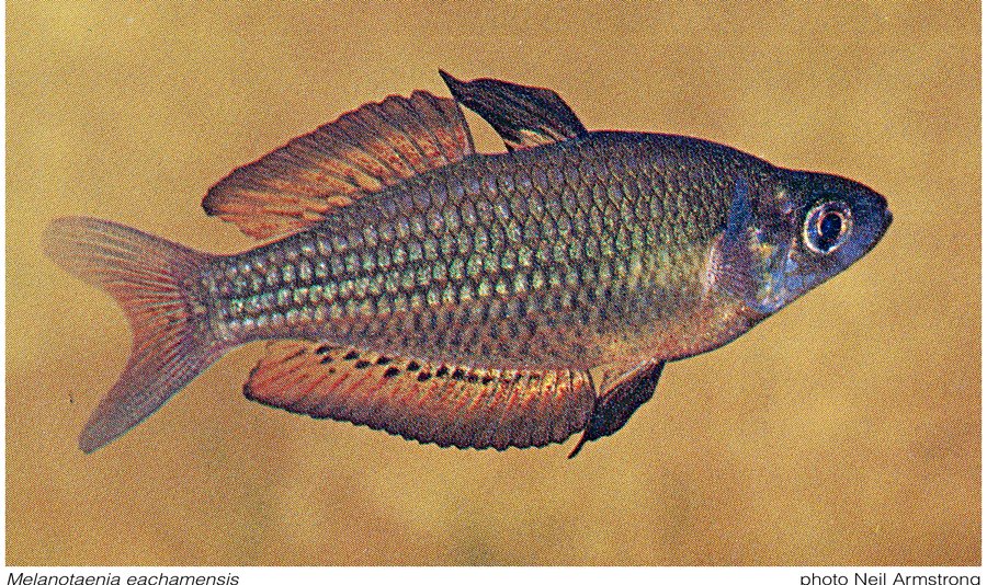 Melanotaenia eachamensis, the Lake Eacham Rainbowfish