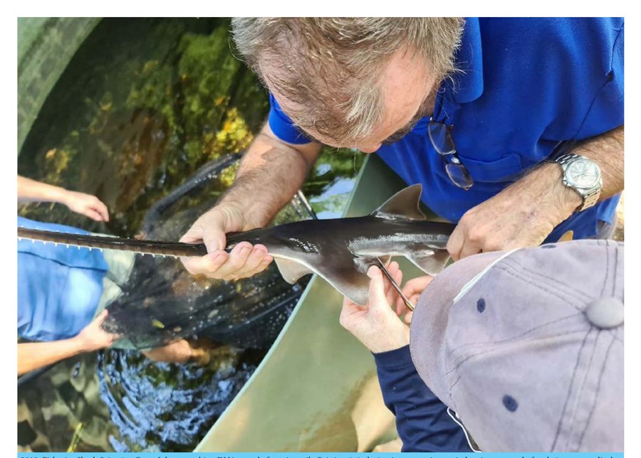 Fisheries shark scientist sampling a juvenile Freshwater Sawfish at Aquagreen