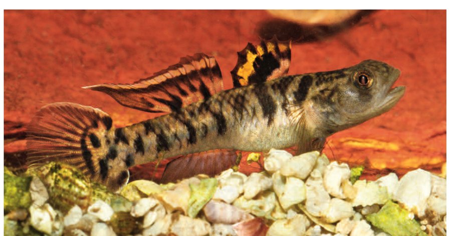 Male Wilson's Mangrovegoby, Mugilogobius wilsoni