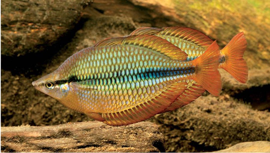 Melanotaenia trifasciata, photographed in Gunther Schmida's signature aquarium style
