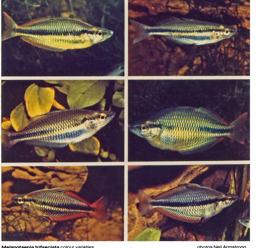 Melanotaenia trifasciata colour varieties, photographed by Neil Armstrong